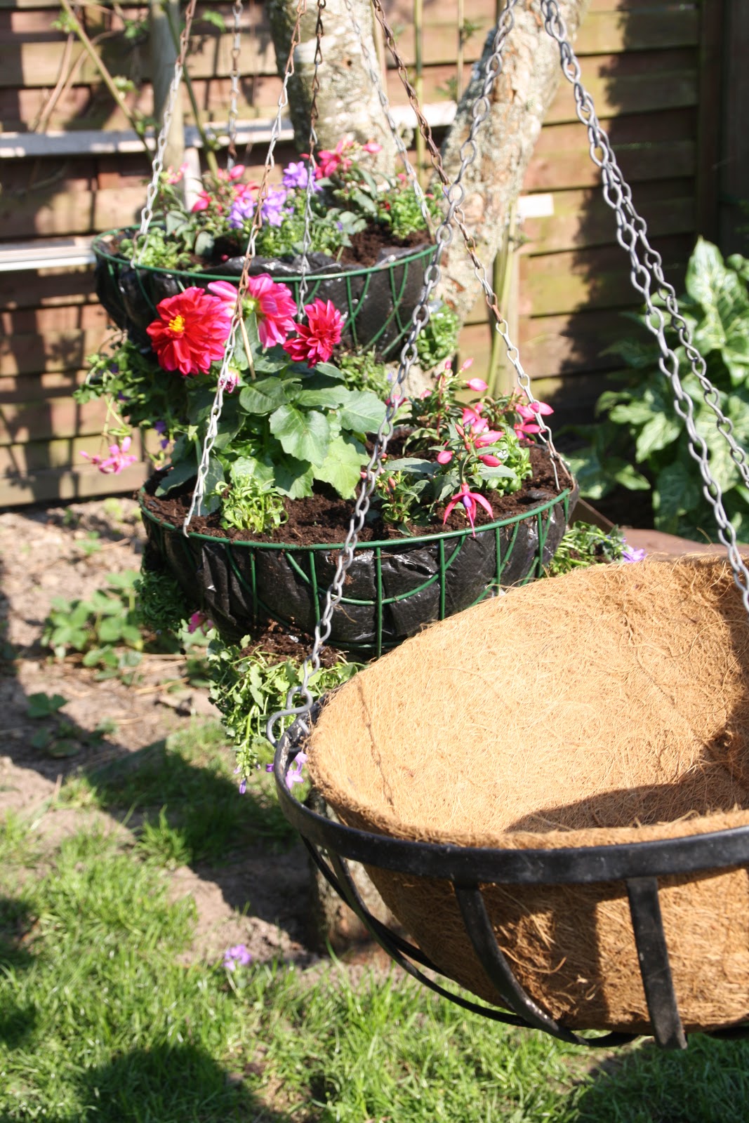 Frk. Anemone Hanging baskets