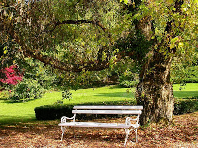 white park bench under beautiful huge tree in early autumn