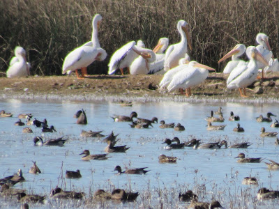 Sacramento National Wildlife Refuge