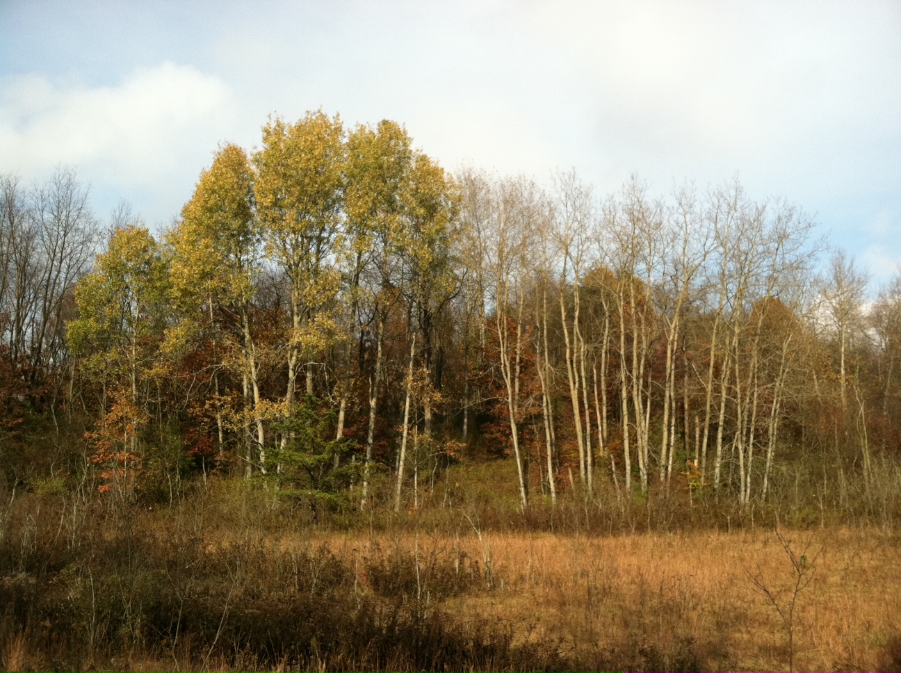 Snow and Jaggers Hillman State Park, Kramer Road
