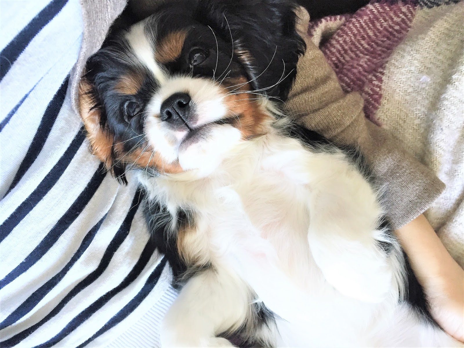 Bijuleni | Cavalier King Charles Spaniel | 6 Practical Life Lessons I Learned from Margot 