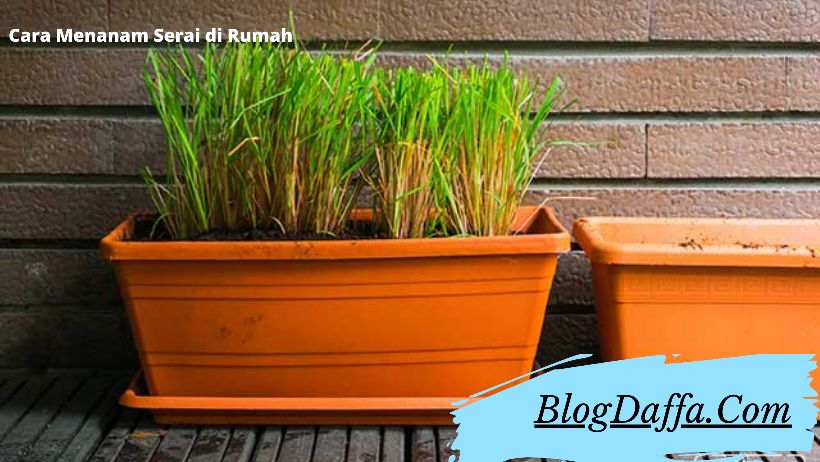 Cara menanam serai Cara menanam serai di rumah khusus untuk pemula