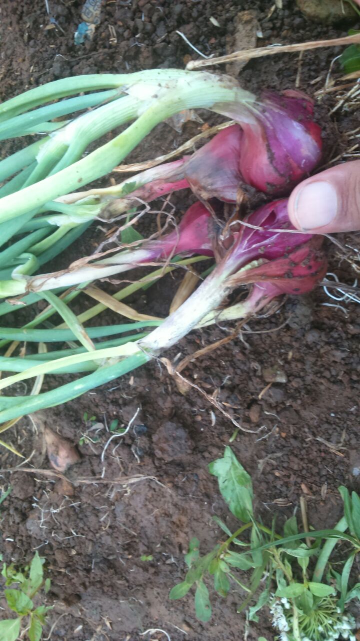 Benih Bawang Merah Varietas Bima Brebes Shopee Indonesia