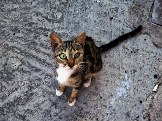Cat from Molyvos, Lesbos