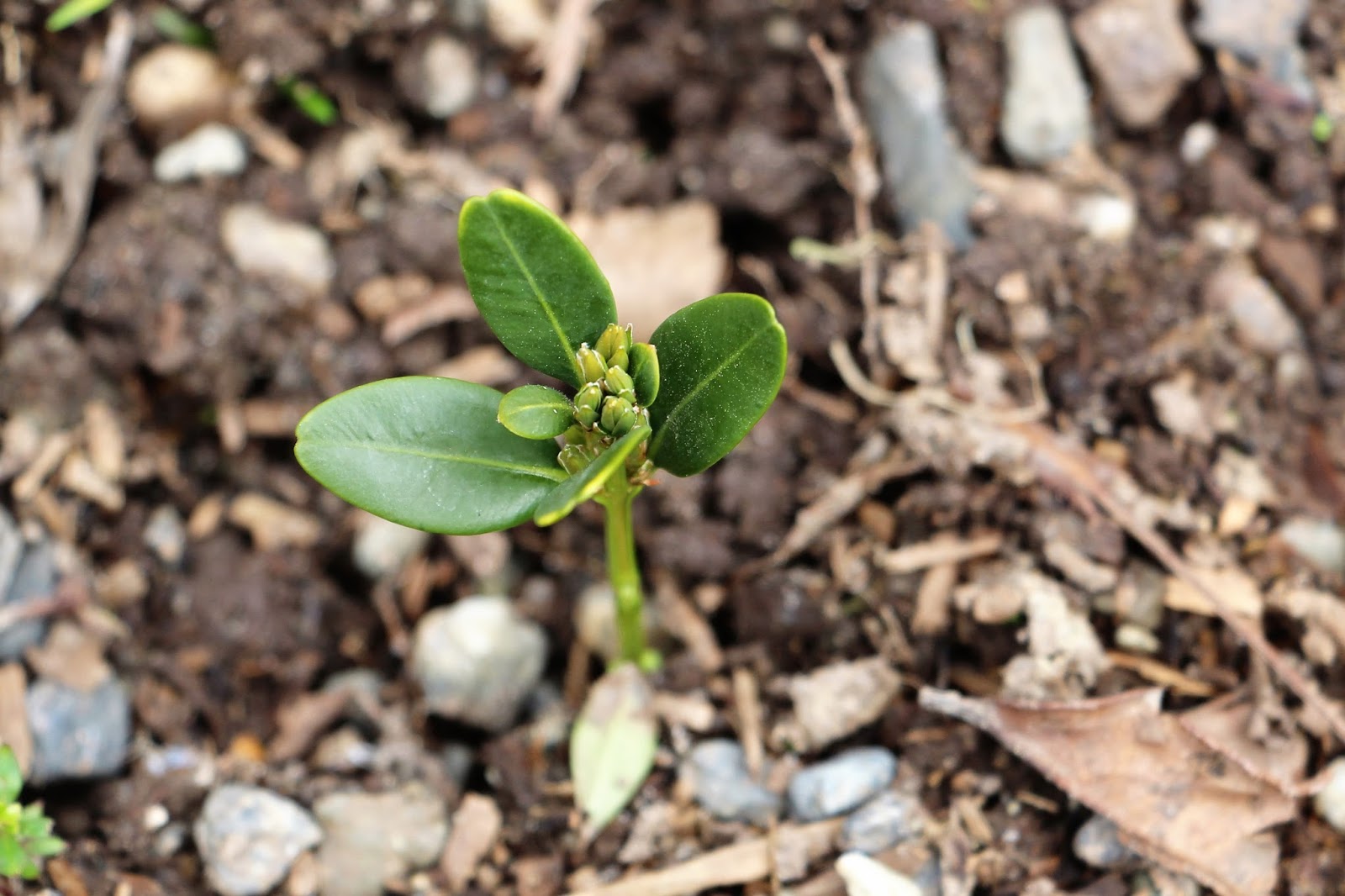 Recklessly Dancing While Supper Burns Making Your Own Bonsai