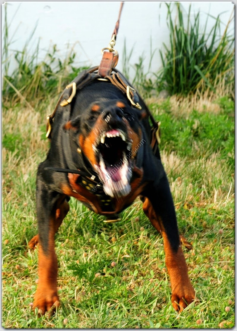 gunggung: Gambar 3 Anjing Ras Doberman