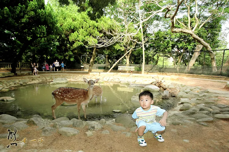 新竹親子遊|新竹市立動物園~有日本奈良賞鹿的Fu