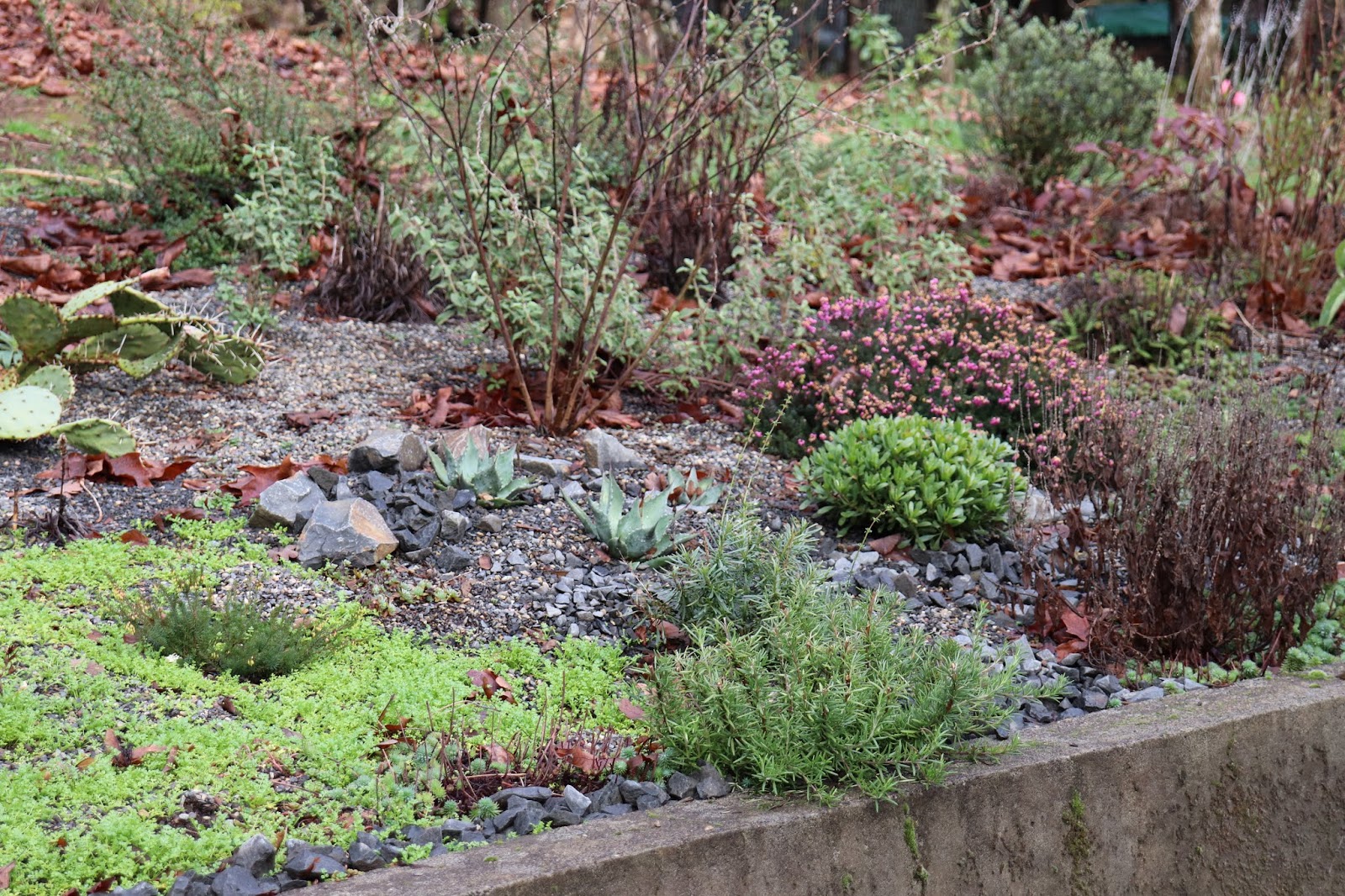 Helensburgh Landcare Be Weed Wise Small Leaf Privet