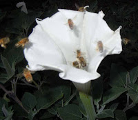 cluster of honey bees visiting datura wrightii flower