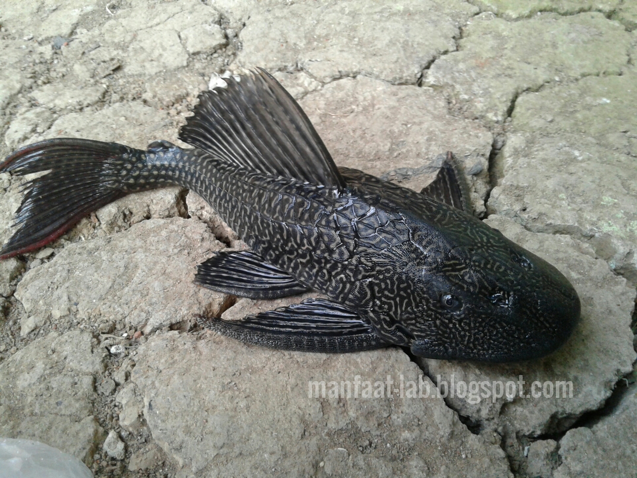 Uniknya bentuk ikan sapu-sapu Indonesia - Manfaat-Lab