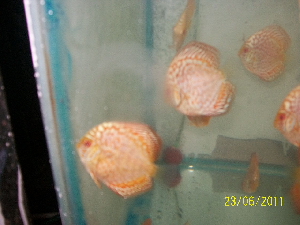 Buy discus fish online Discus fish for sale in mum