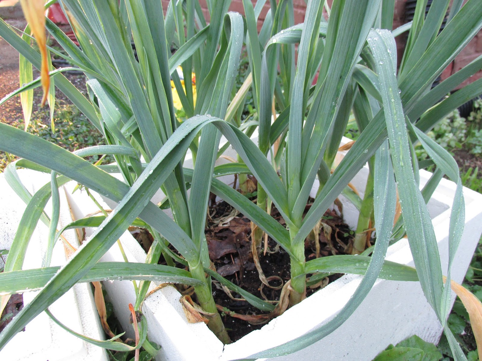 Kentucky Fried Garden Garlic Planted in Styrofoam Containers and