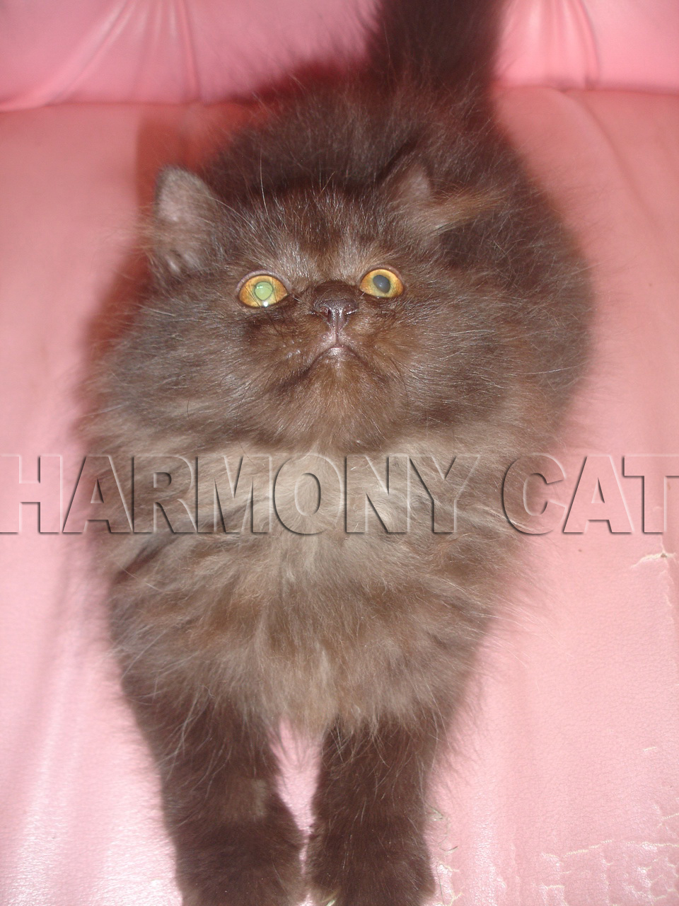 KUCING PERSIA JANTAN HITAM BULU PANJANG DAN TEBAL