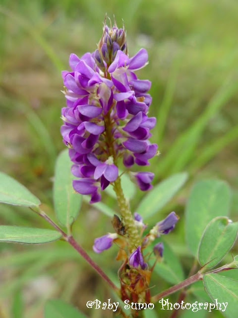 flower in Miami