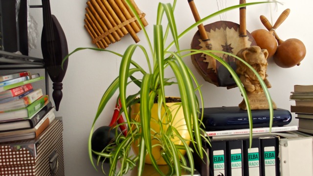 Las plantas son un gran estimulo 