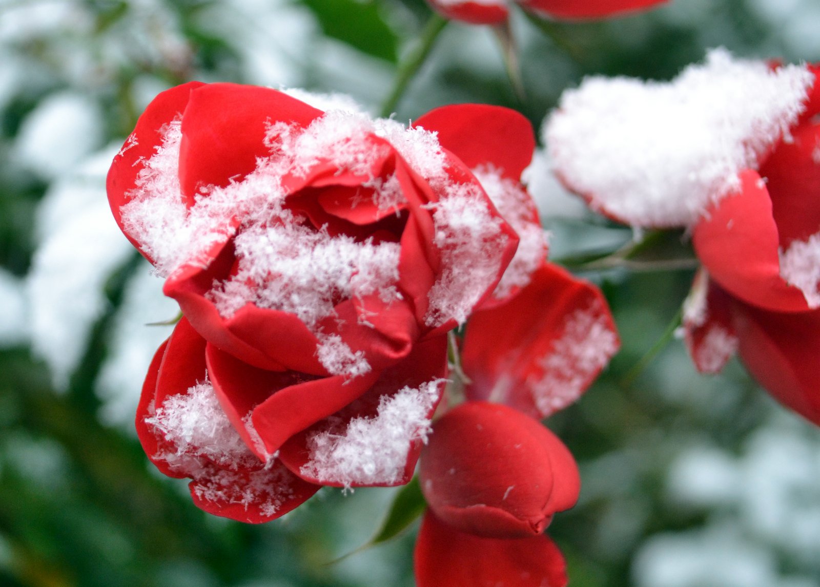 Кусты роз в снегу. Snow rise. Красивые зимние цветы. Цветы в снегу. Сноу маунтин.