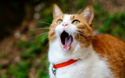 10 Gambar Kucing Menganga Lucu