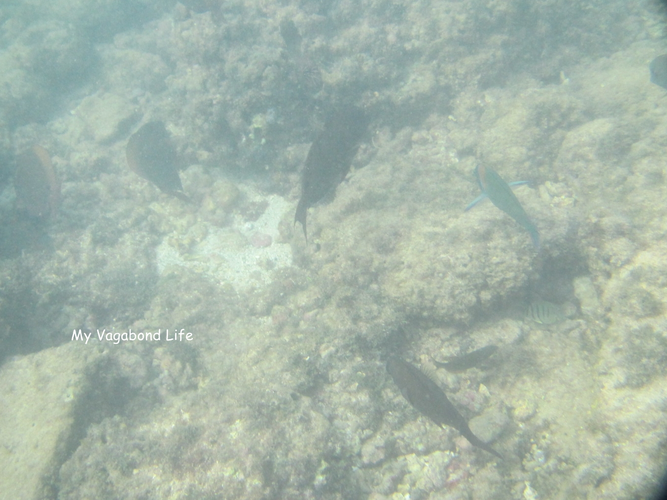 My Vagabond Life Ko Olina Beach