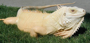 Albino Iguana