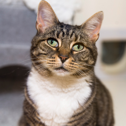 Meow Blog Cats Protection 2018