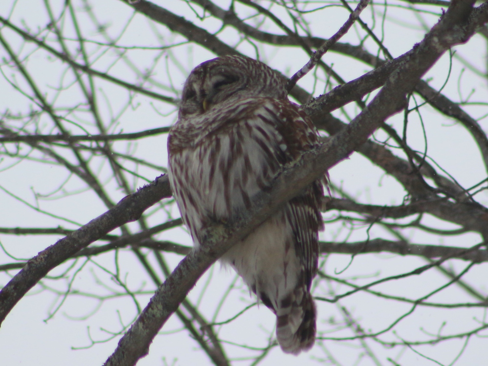 Lake Wicwas Nature Journal February 17, 2019 The Patience of an Owl