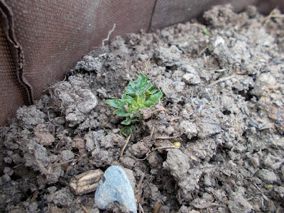 Potatoes May Update 80 Minute Allotment Green Fingered Blog