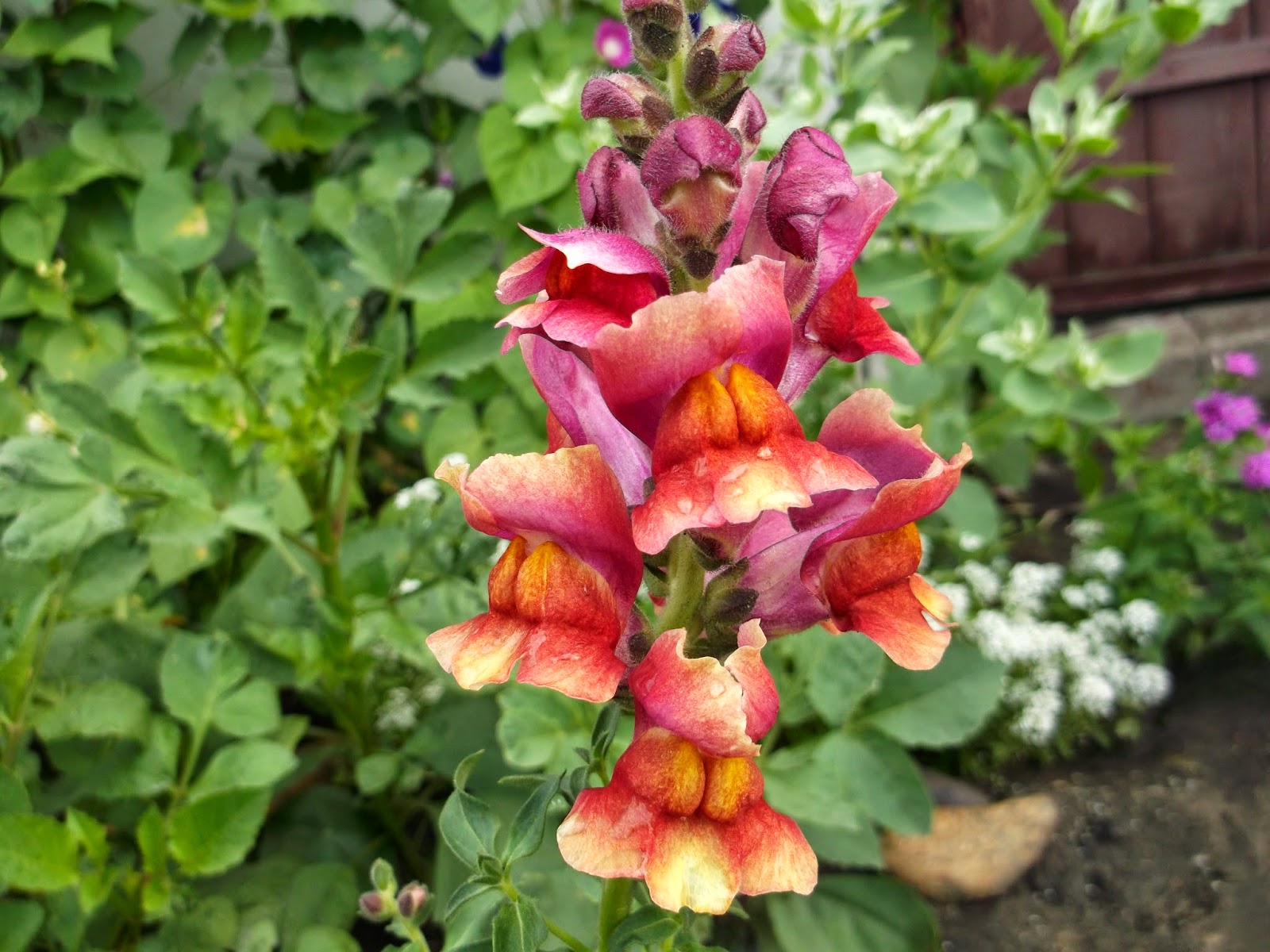 л винный зев (антирринум) ятекила санрайз. антирринум ампельный. антирринум коста сильвер. львиный зев цветок. лист львиного зева.