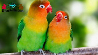 Cara Memilih Indukan Burung Lovebird