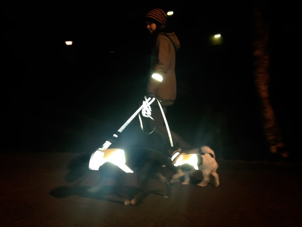 SmalltownDogDiary Reflexer.