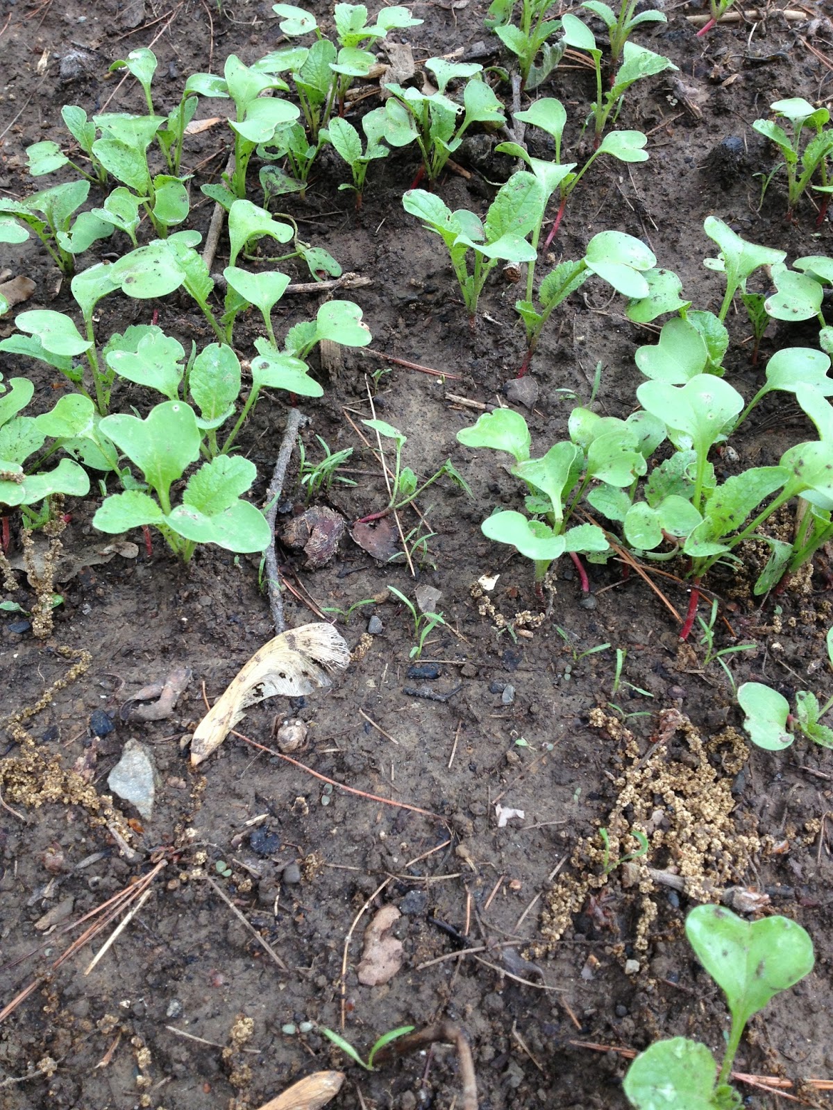 Fast, Cheap, and Good Sustainability, One Choice at a Time Companion