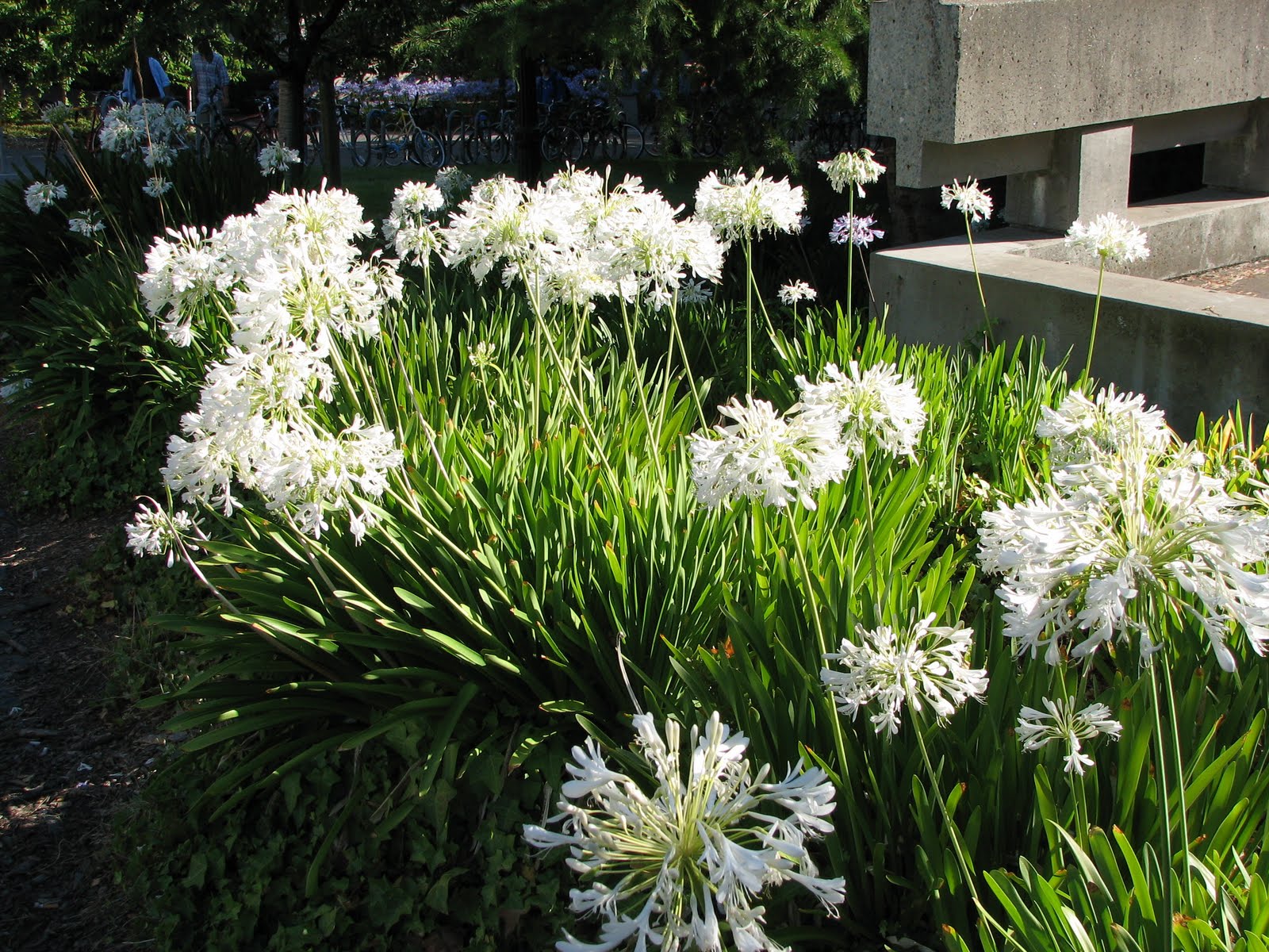 Flowers Land White Agapanthus