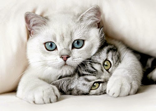 Cerita Kucing Kecil « nenghepi.com