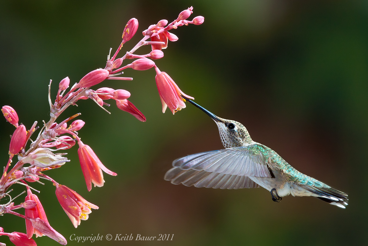 New Mexico Birds: Tiny Titans: Hummingbirds