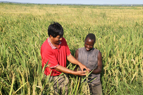 Image result for Chinese people are teaming up with Africans in agriculture to produce more food on Africa’s arable land. Photo credit: http://neilpendock.com