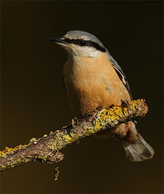 Trepador azul (Sitta europaea)