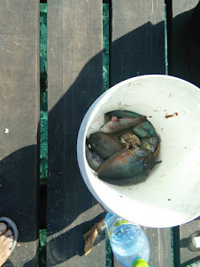 Fish caught on fishing lines at "Dhoni Reef Jetty".