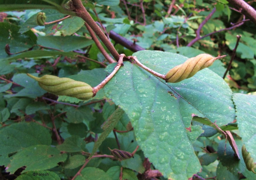 Gifting Trees... The Deer's Horn