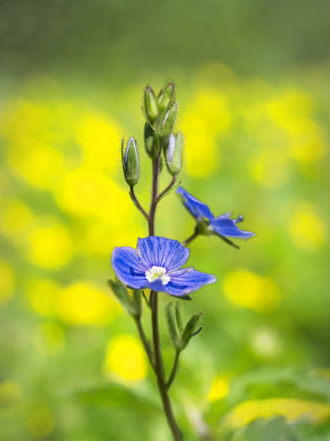 A single stem of speedwell photographed against the yellow cinquefoil