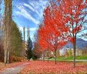 Red Autumn Trees