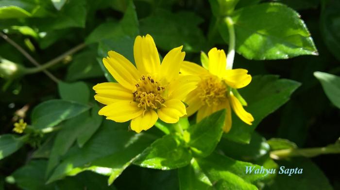 15 Tanaman Hias Bunga  Kuning  JASA TUKANG TAMAN SURABAYA 