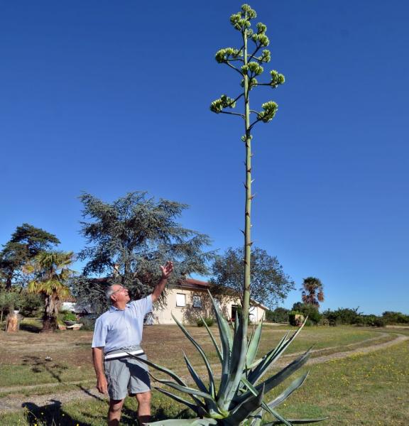agave du mexique France news collections