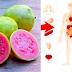 Benefits and Uses: Top 7 Healthy Reasons to Consume Guavas on Your Daily Basis