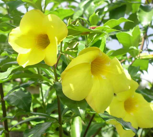 Allamanda Cathartica Sunee Flowers Plants Shrubs