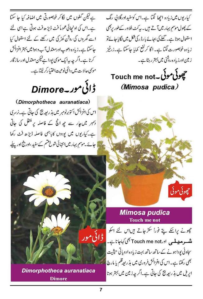 How to Grow Outdoor & Indoor Plants & Flowers Urdu Guide Noons.info