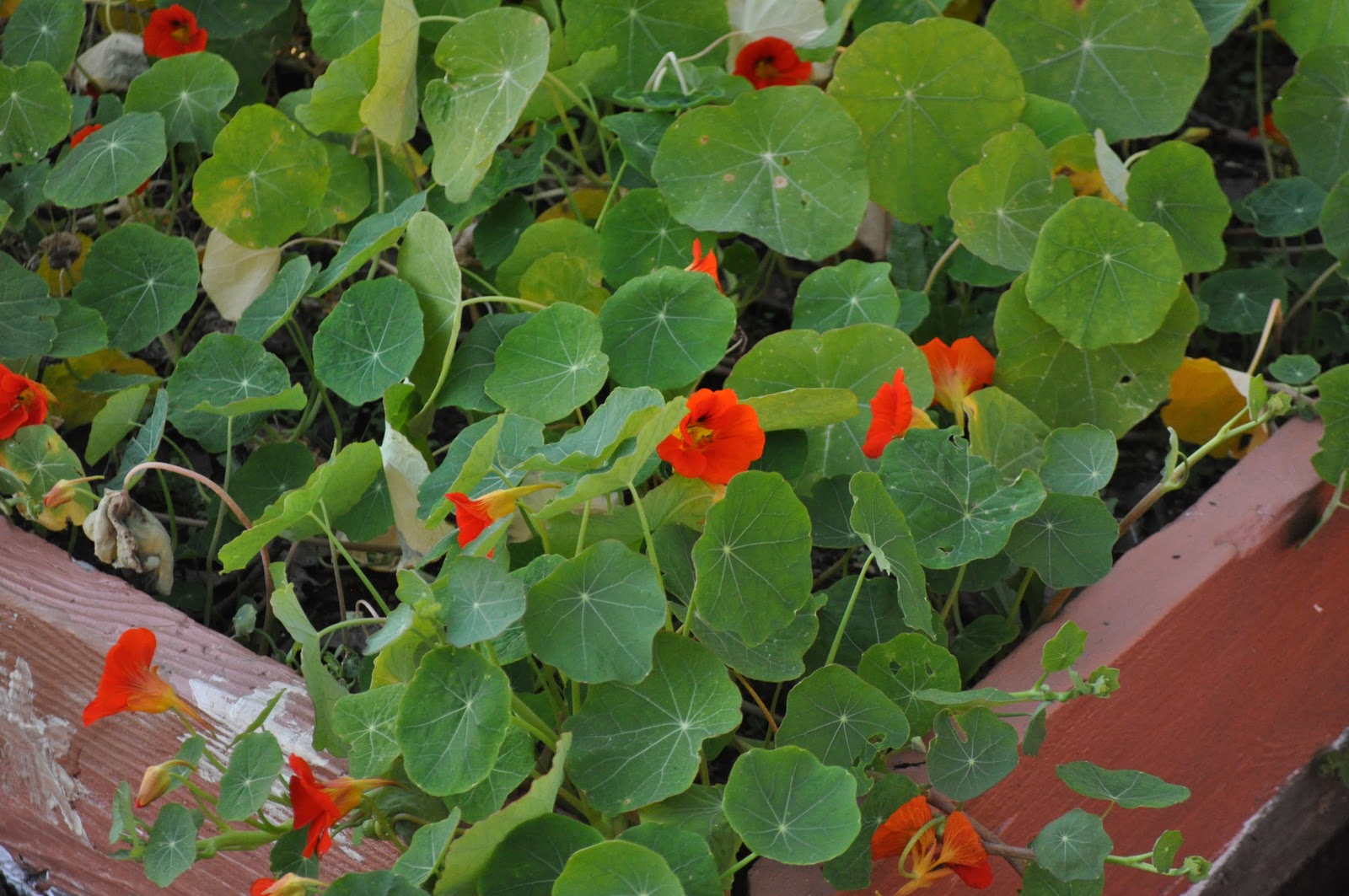 Castlemont Green Pioneers Did you know that you can eat flowers?