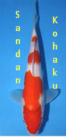 Jenis Ikan Koi Kohaku sandan kohaku