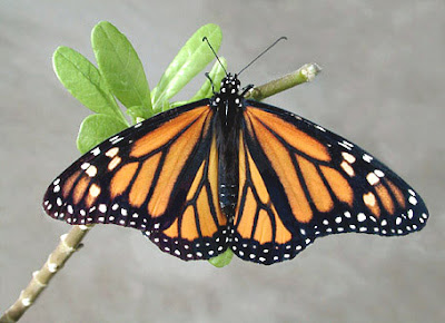 A Monarch butterfly with Orange, Black and White Color, Circles and lines is sitting on a branch