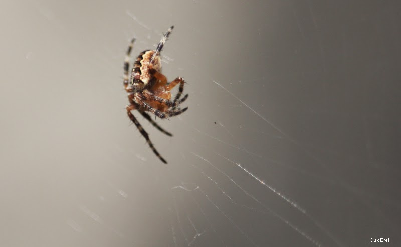 Araignée sur sa toile