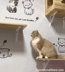 Cats doing funny things cute and funny cats gifs #3 - cuteanimalshare.com