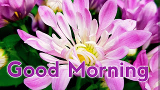 good morning good morning